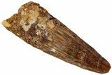 Fossil Spinosaurus Tooth - Real Dinosaur Tooth #310877-1